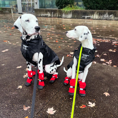 Dog Rainwear Essentials