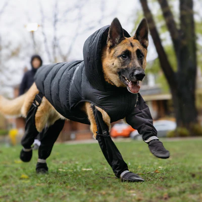 Wet Weather Dog Apparel