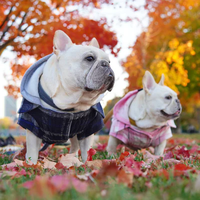 Cool Weather Dog Apparel