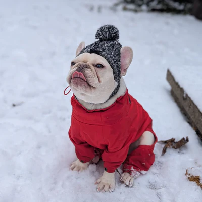 Snow & Cold Dog Apparel