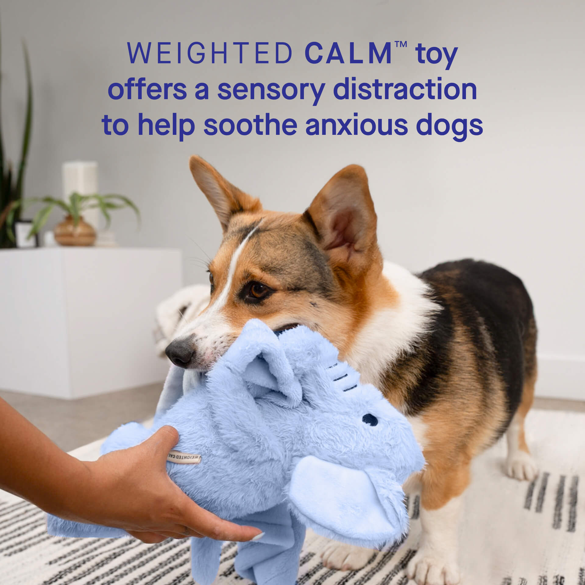 Weighted Calming Toy F5
