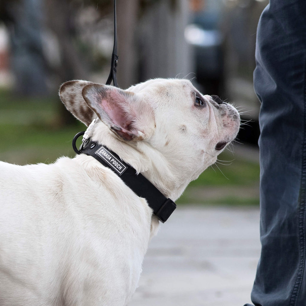 Waterproof Collar Z7