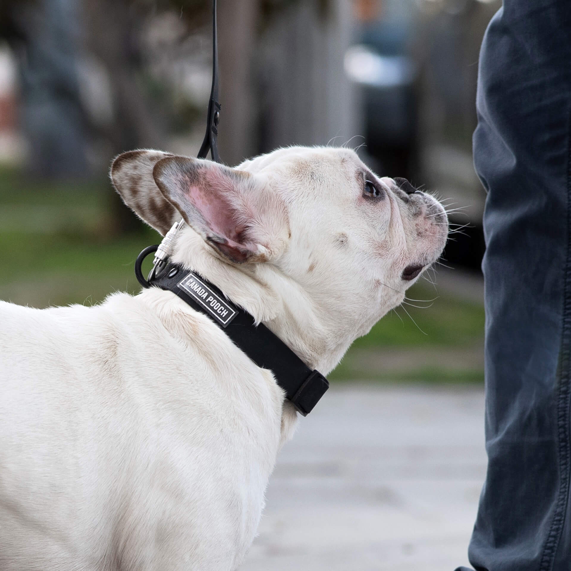 Waterproof Collar Z7