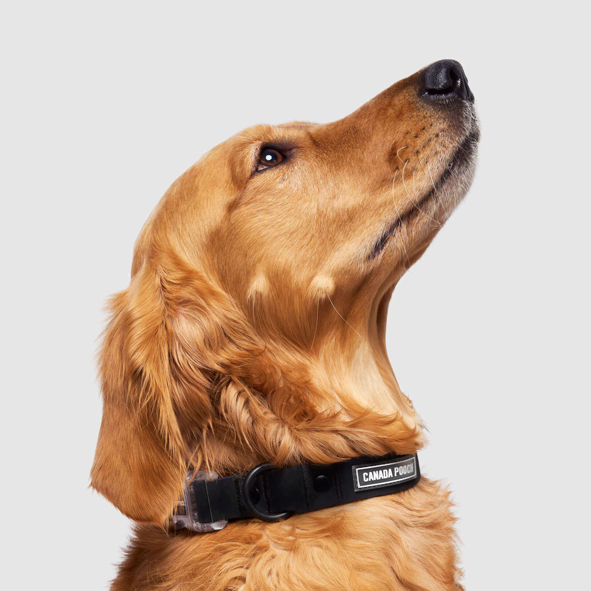 Waterproof Collar Z7
