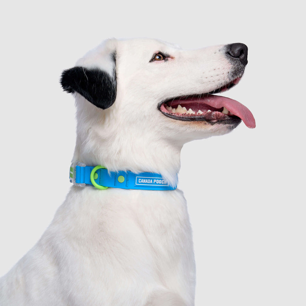 Waterproof Collar Z7