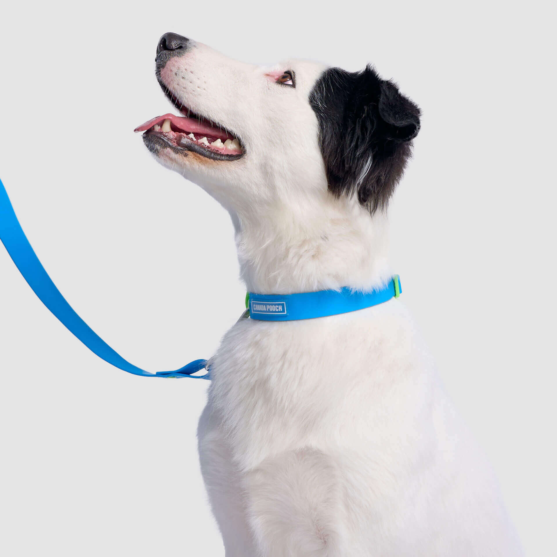 Waterproof Collar Z7