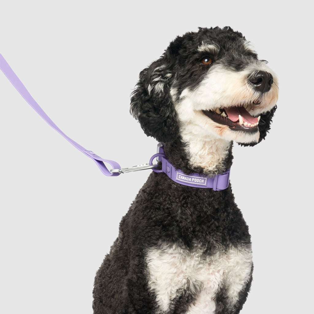 Waterproof Collar Z7