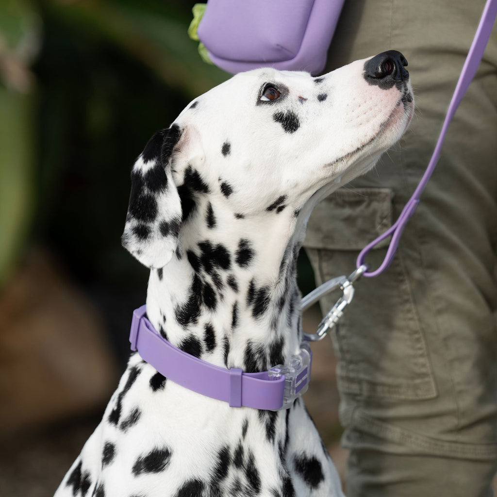 Waterproof Collar Z7