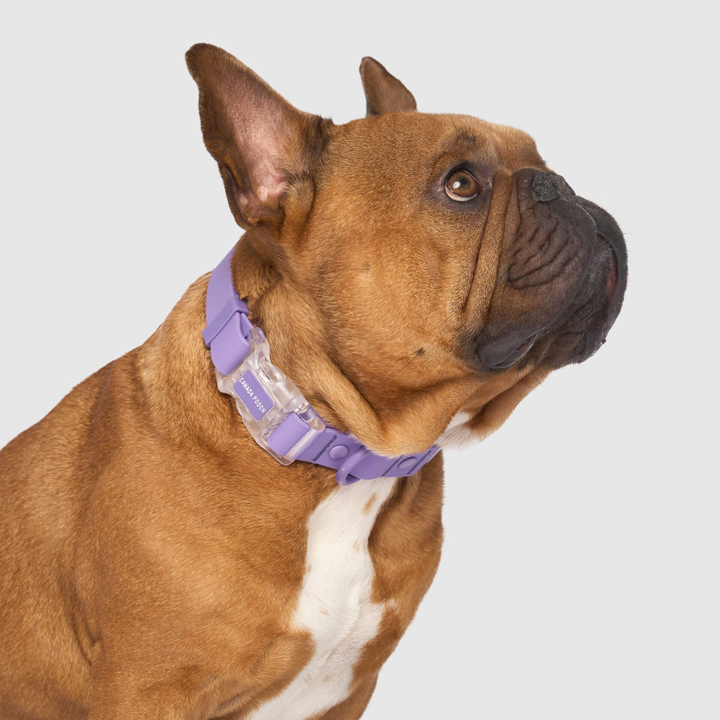 Waterproof Collar Z7