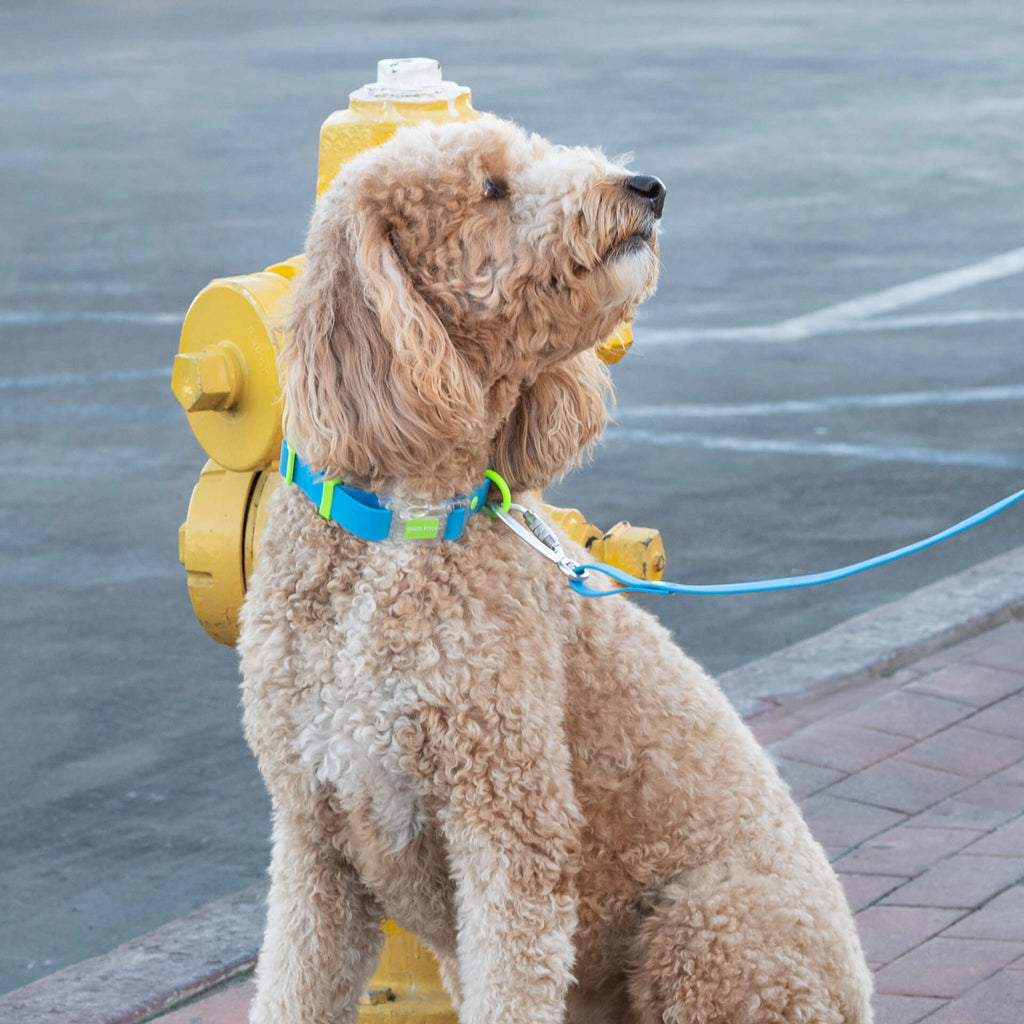 Waterproof Collar Z7