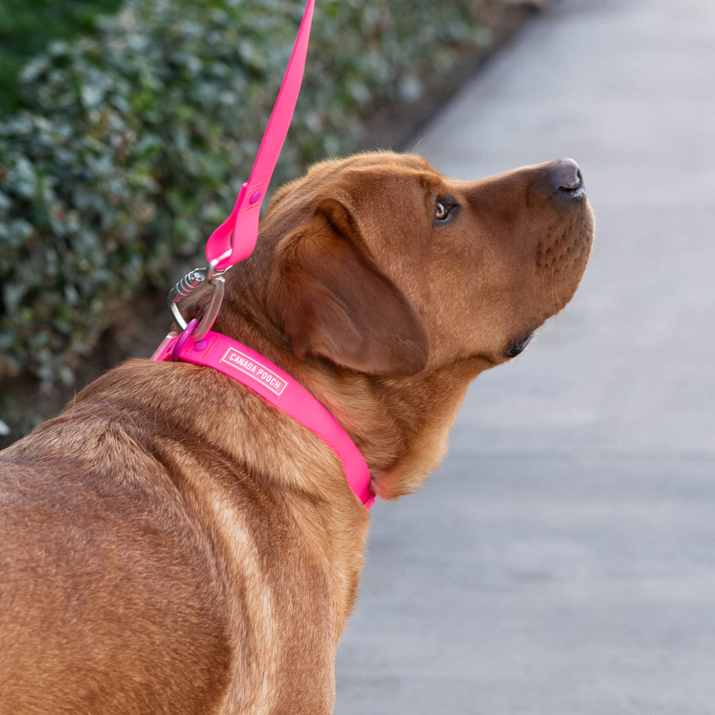 Waterproof Collar Z7