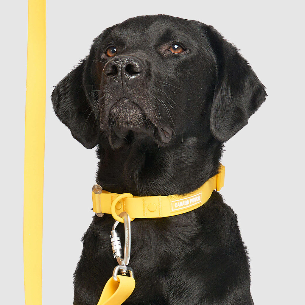 Waterproof Collar Z7