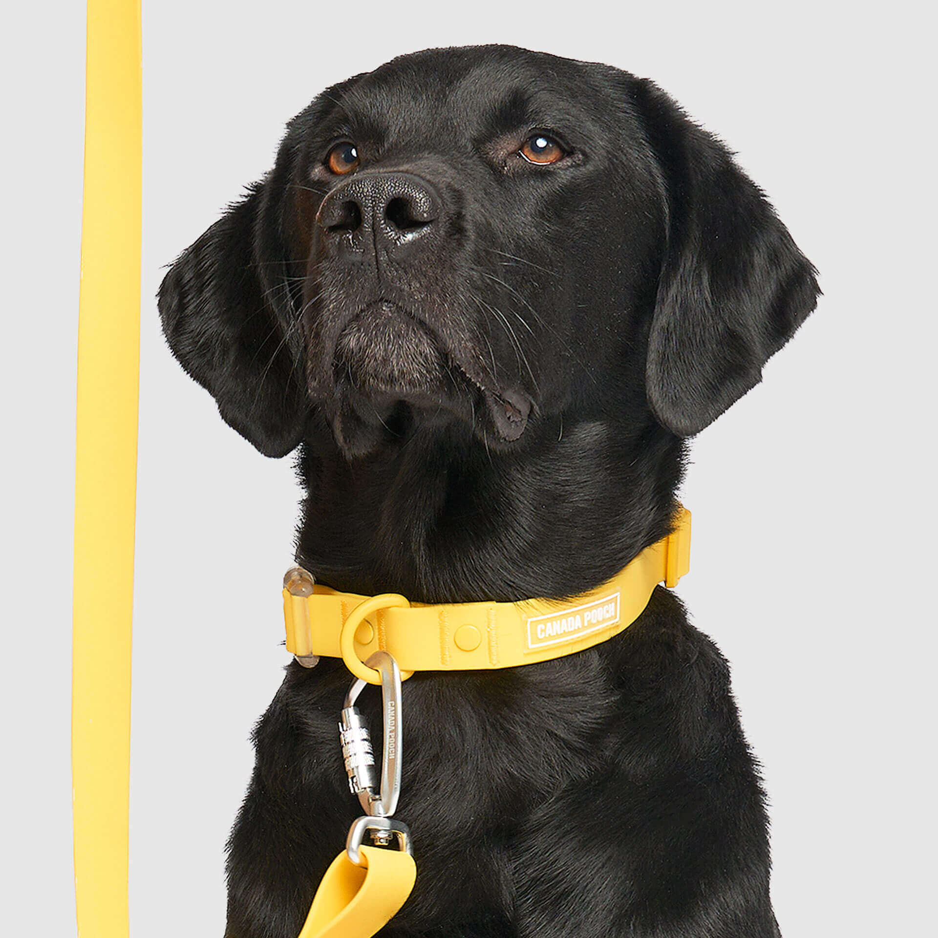 Waterproof Collar Z7
