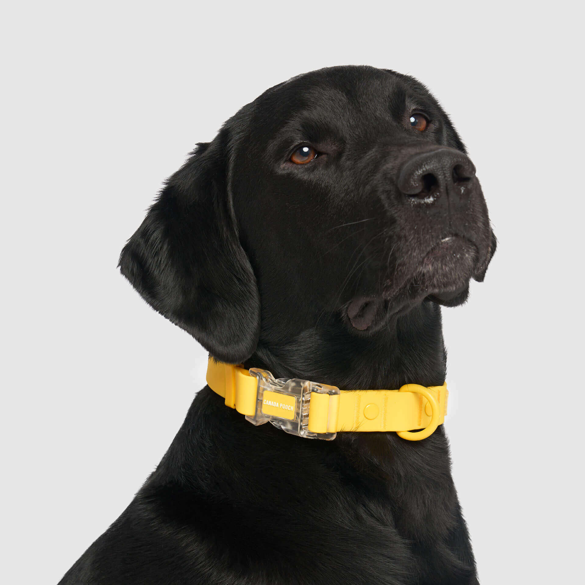 Waterproof Collar Z7