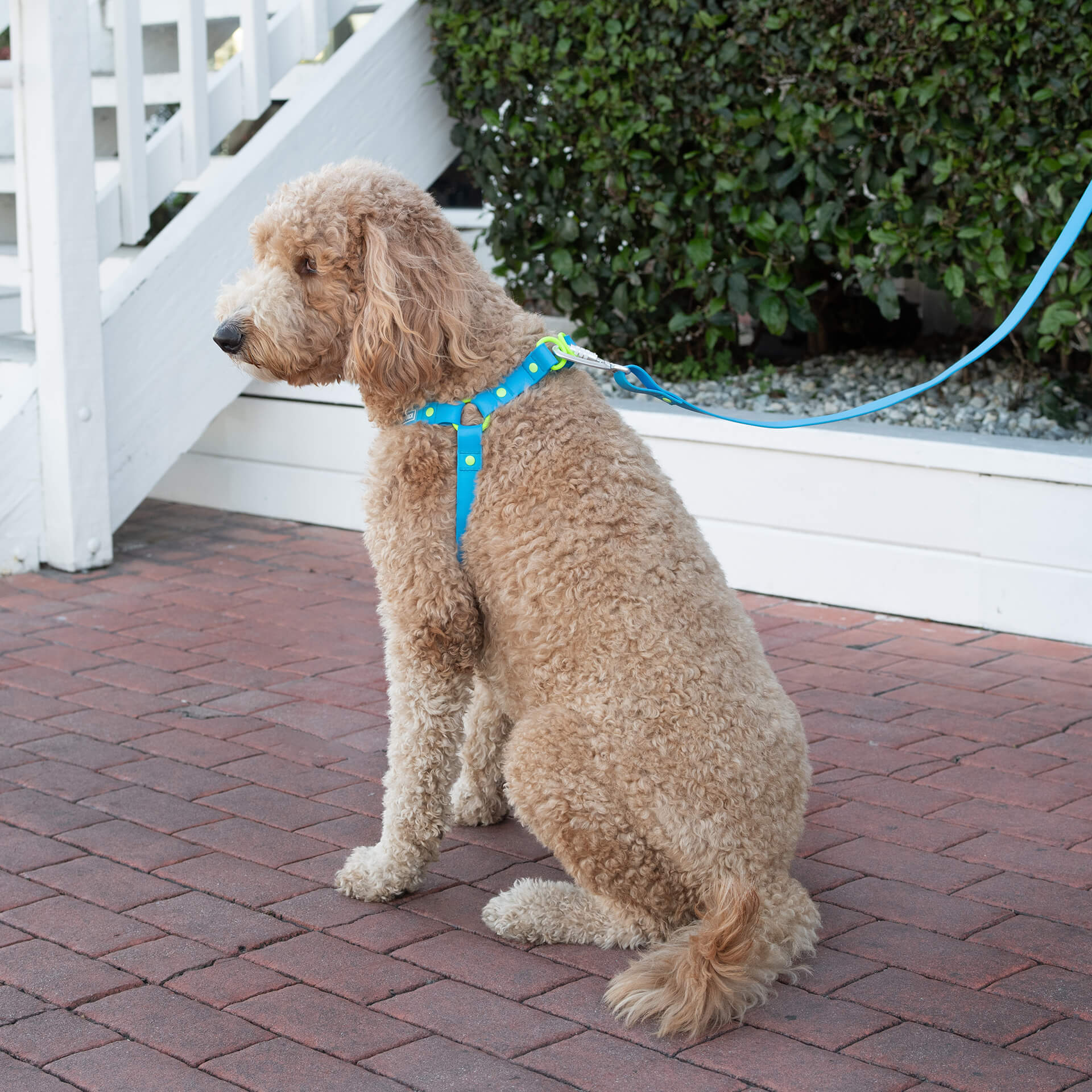 Waterproof Leash J9