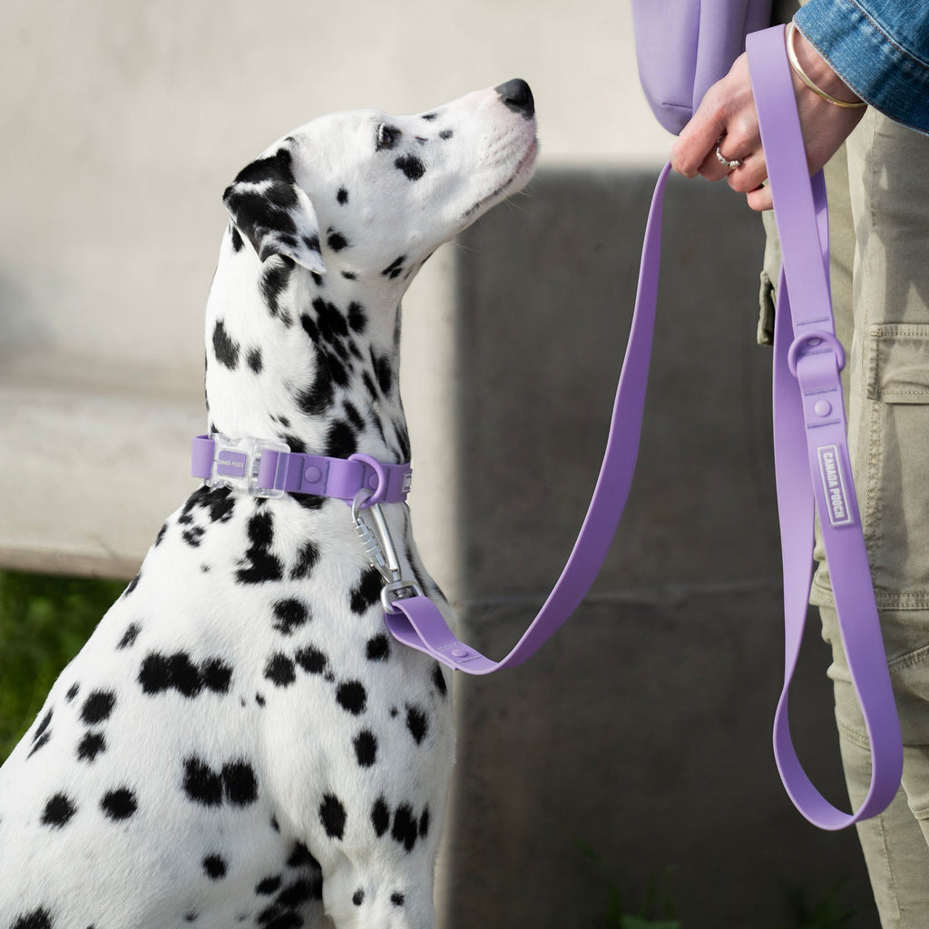 Waterproof Leash J9